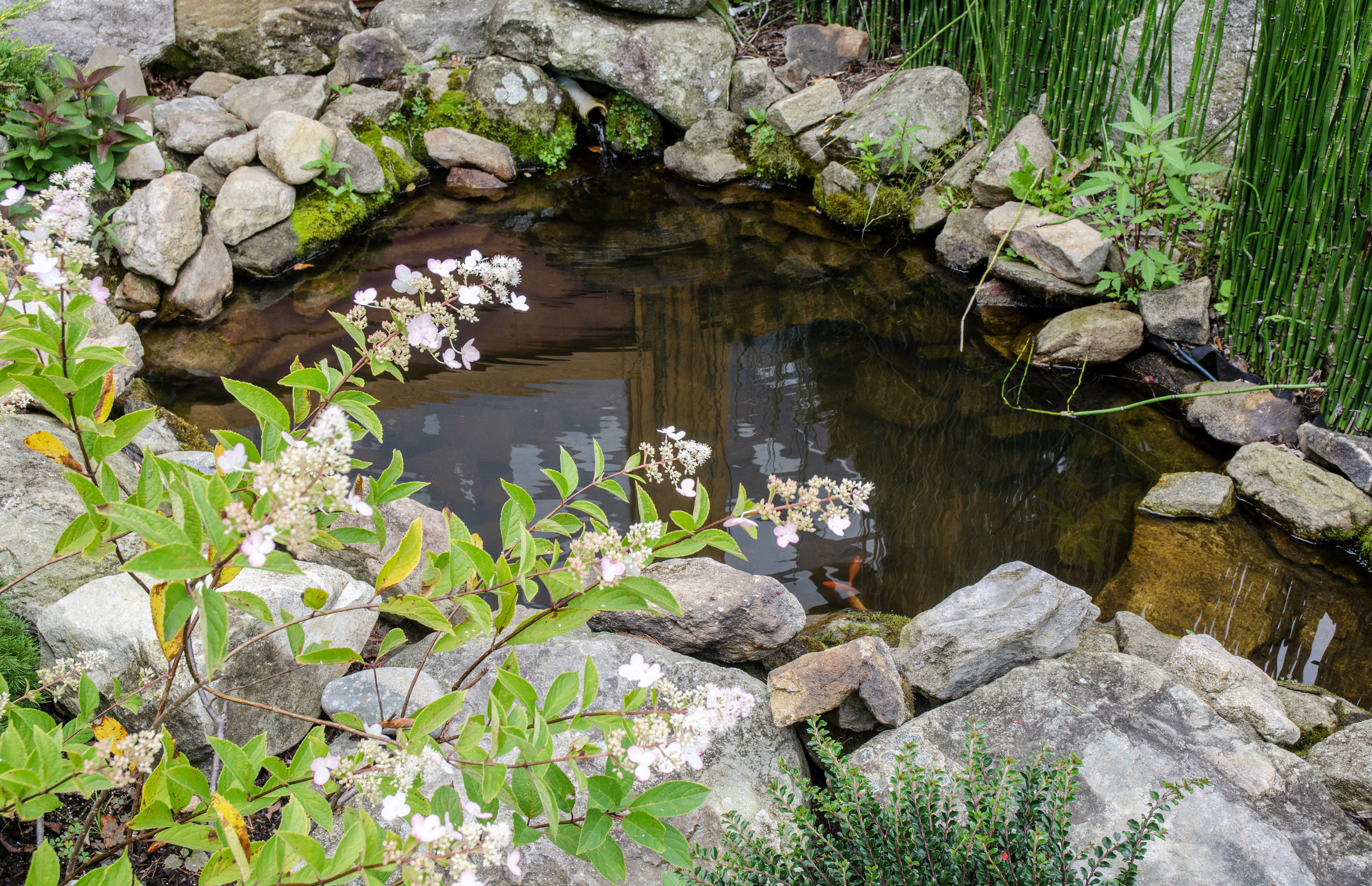 A small pond surrounded by rocks and plants, with white flowers in the foreground. The article is categorized as &quot;Nifty.&quot;