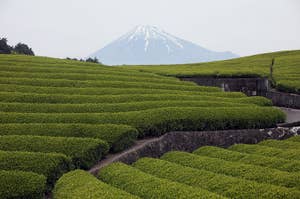 日本の美しい茶畑が広がり、背景に雪を頂いた山がそびえ立つ。