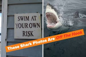 A sign reading "Swim at your own risk" is next to a shark with its mouth open. A banner states, "These Shark Photos Are Off The Hook."