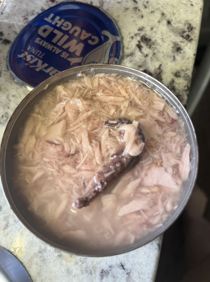 Open can of tuna on a kitchen counter with a visible dark object among the shredded tuna