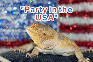 A bearded dragon lizard sits in front of a backdrop resembling the American flag. Text above reads, "Party in the USA."