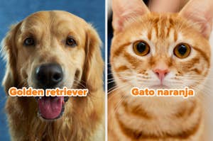 Perro Golden Retriever y gato naranja de cerca. Ambos están mirando a la cámara