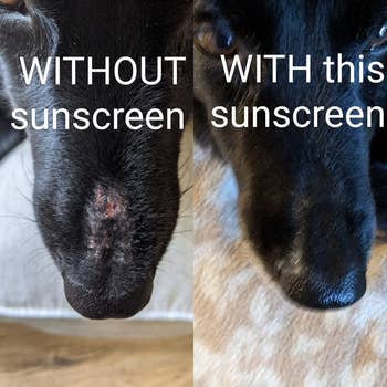 Close-up comparison of a dog's nose without sunscreen, showing redness, and with sunscreen, showing a healthy, black nose