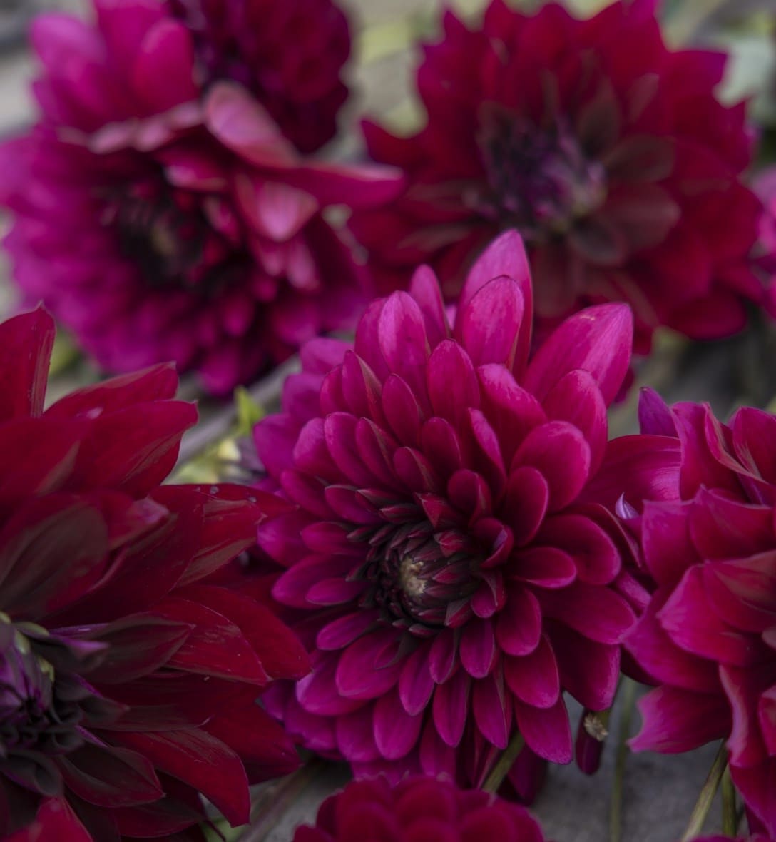 Dahlia collections