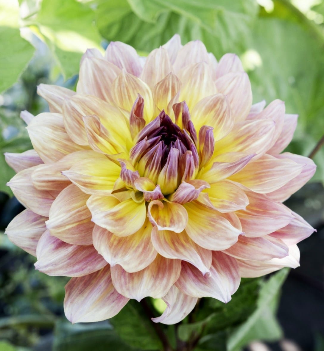 Dinner plate dahlias