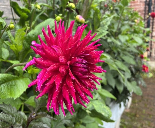 statement dahlias for your borders