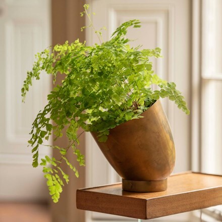 Adiantum raddianum Fragrantissimum and tilting pot with saucer