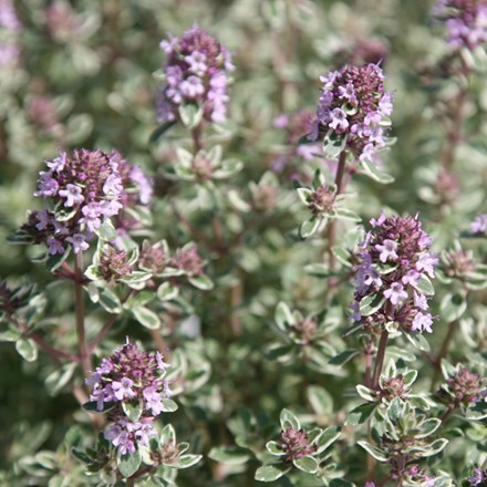 Thymus Silver Posie