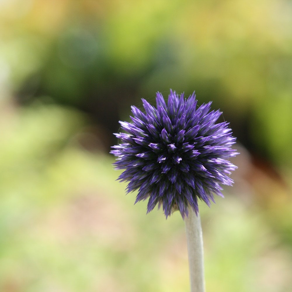 <i>Echinops ritro</i> 'Veitch's Blue'