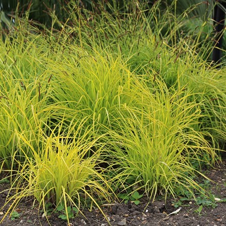 <i>Carex elata</i> 'Aurea'