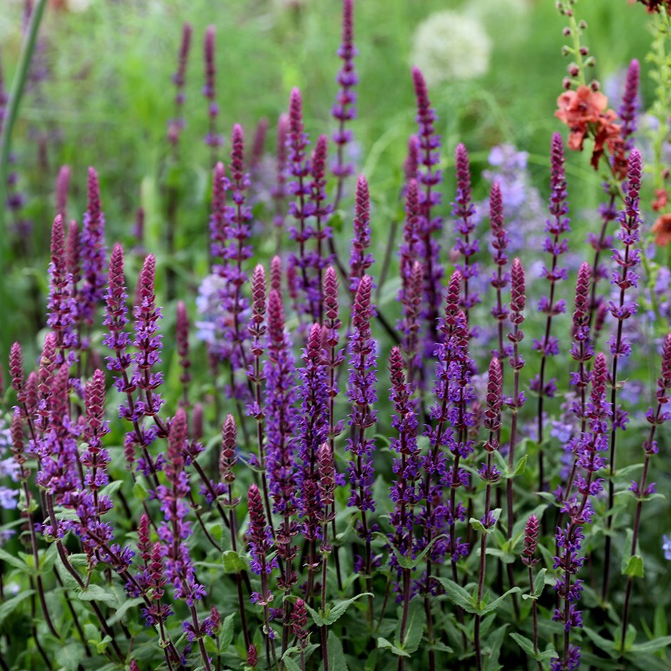 <i>Salvia nemorosa</i> 'Caradonna'