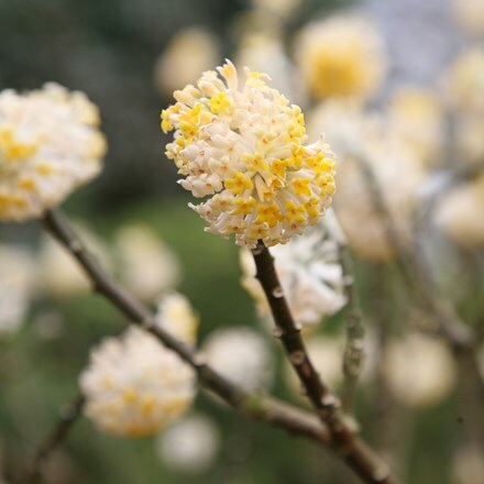 <i>Edgeworthia chrysantha</i> 