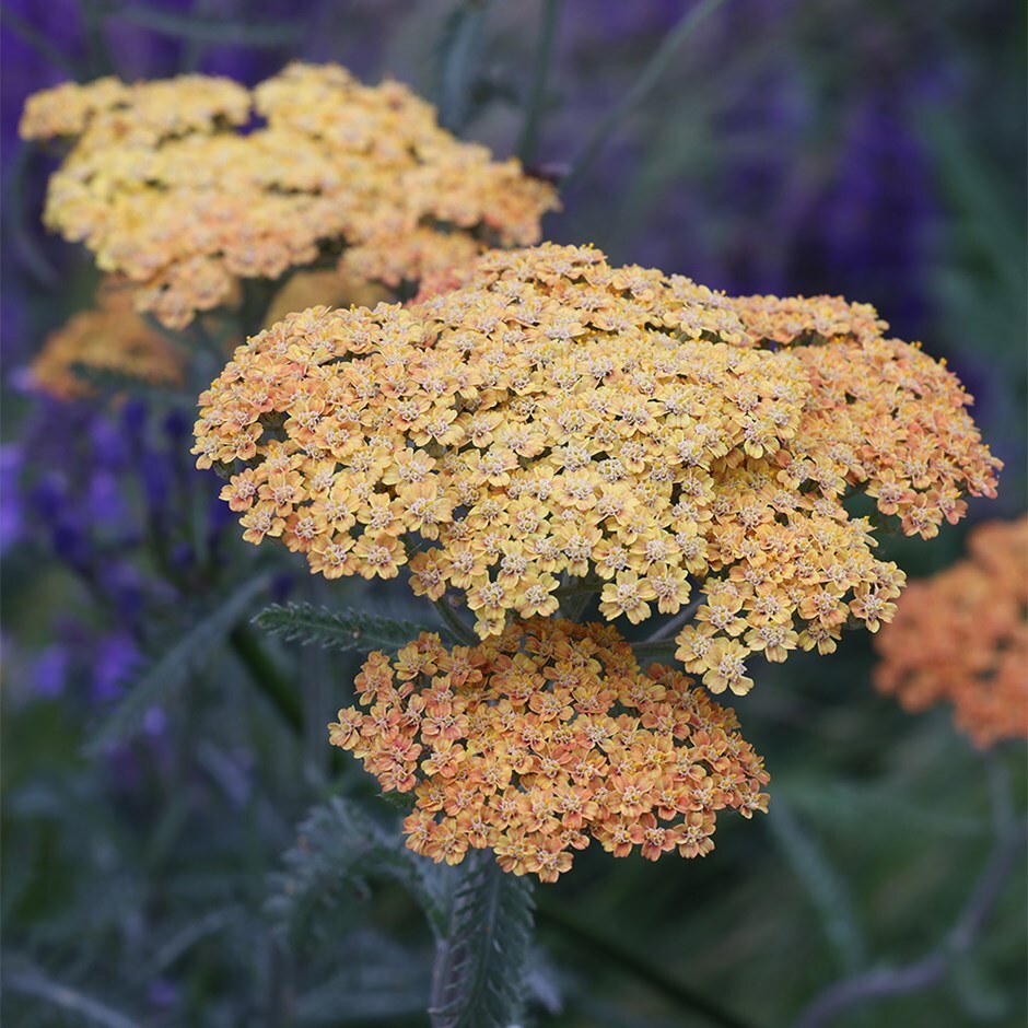 <i>Achillea</i> 'Terracotta'