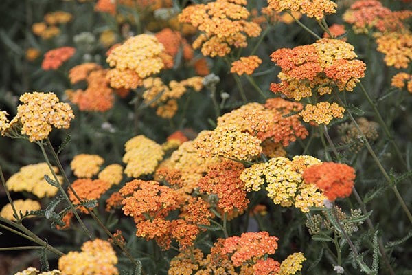 <i>Achillea</i> 'Terracotta'