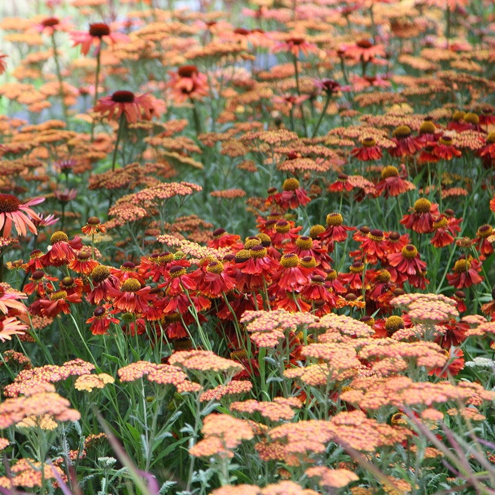 <i>Achillea</i> 'Terracotta'