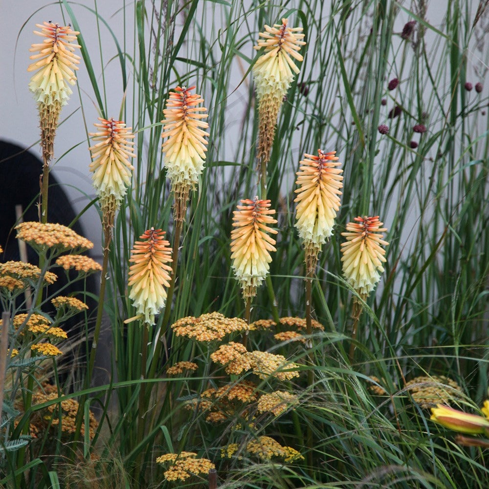 <i>Achillea</i> 'Terracotta'