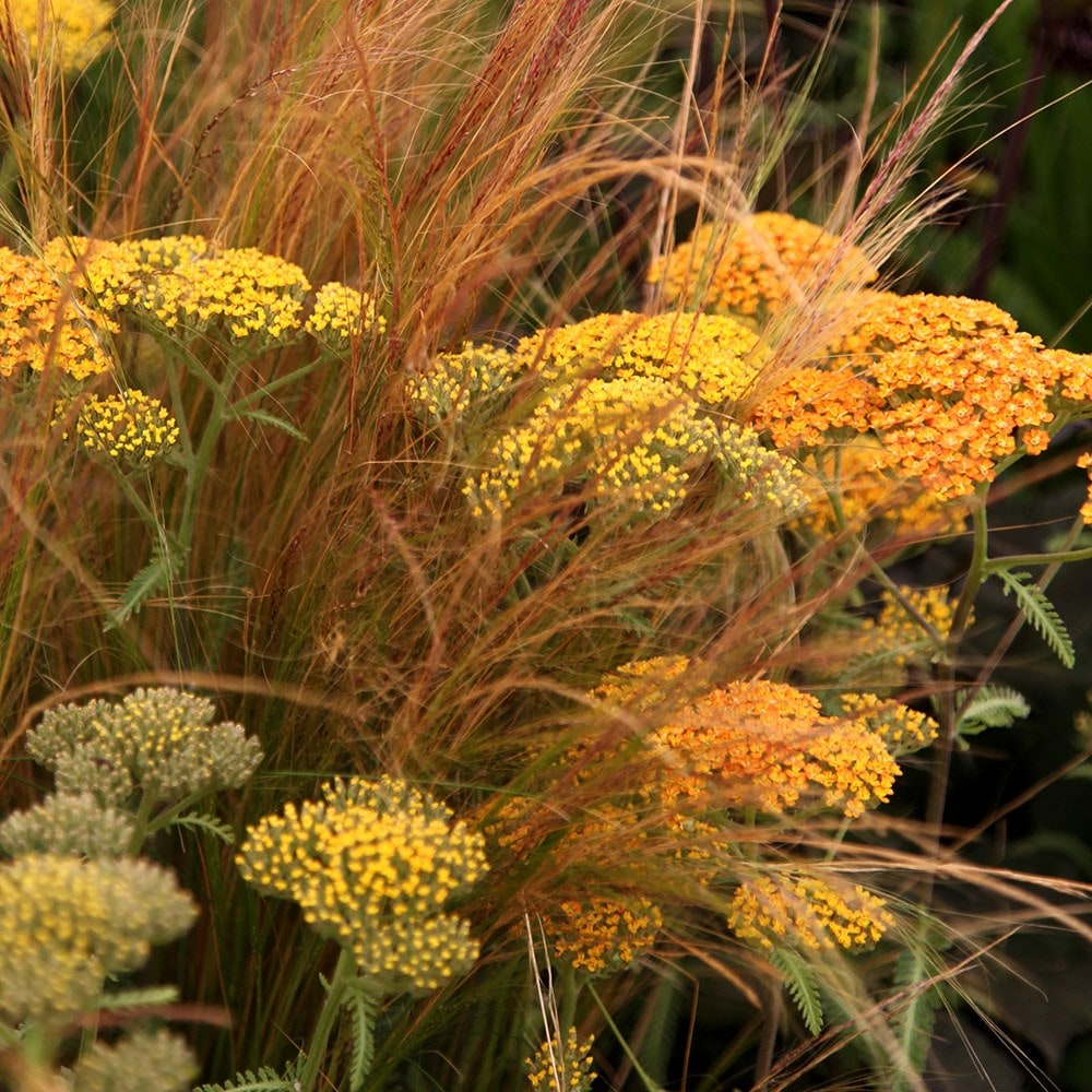 <i>Achillea</i> 'Terracotta'