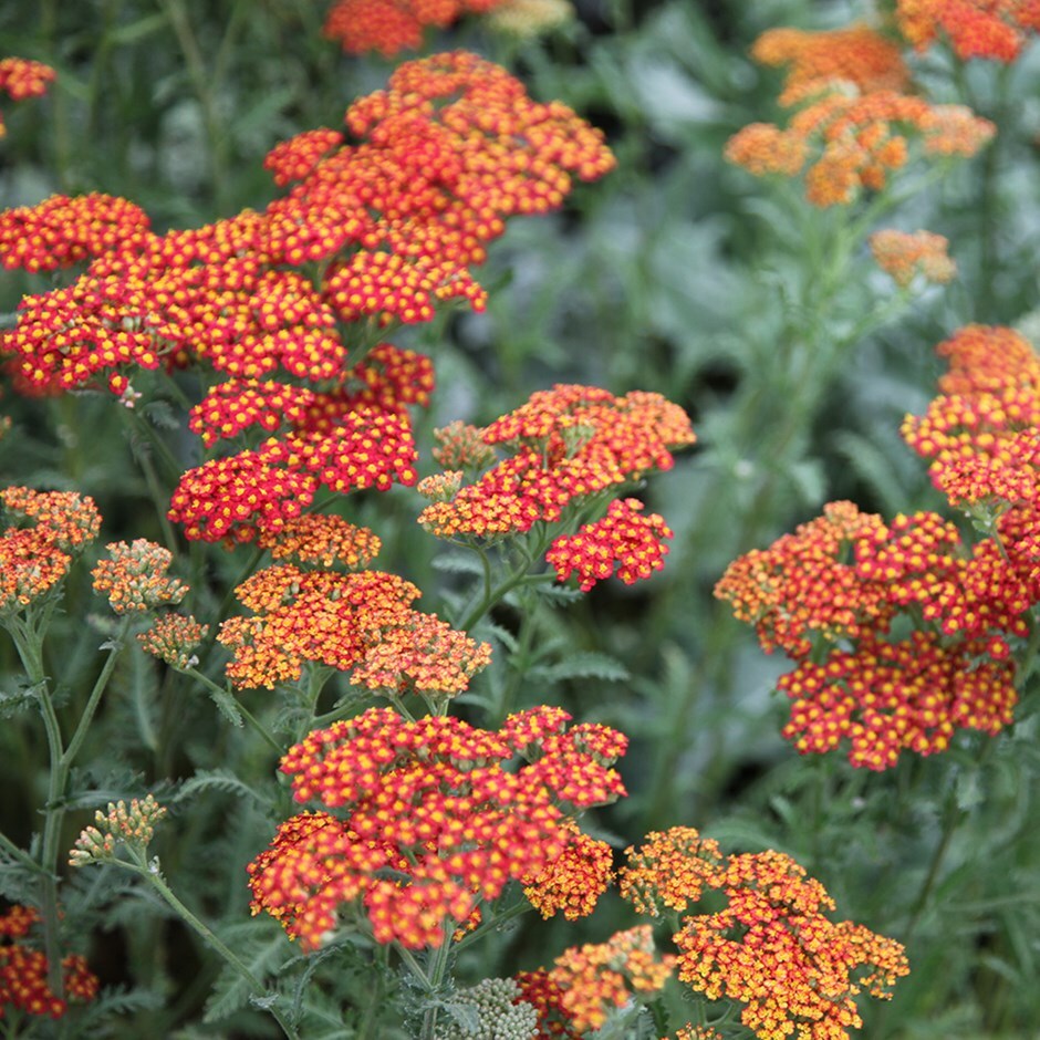 <i>Achillea</i> 'Walther Funcke'