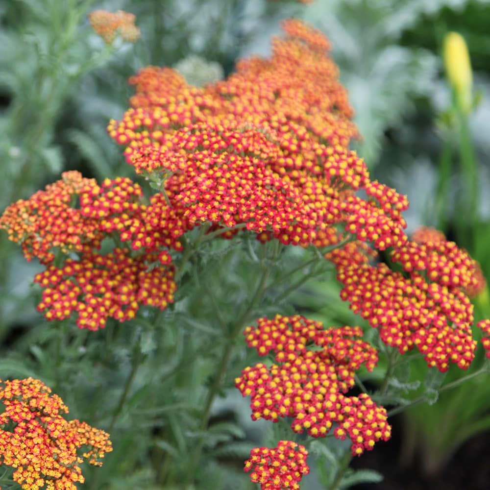 <i>Achillea</i> 'Walther Funcke'