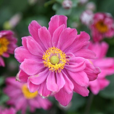 Anemone hupehensis var. japonica Pamina