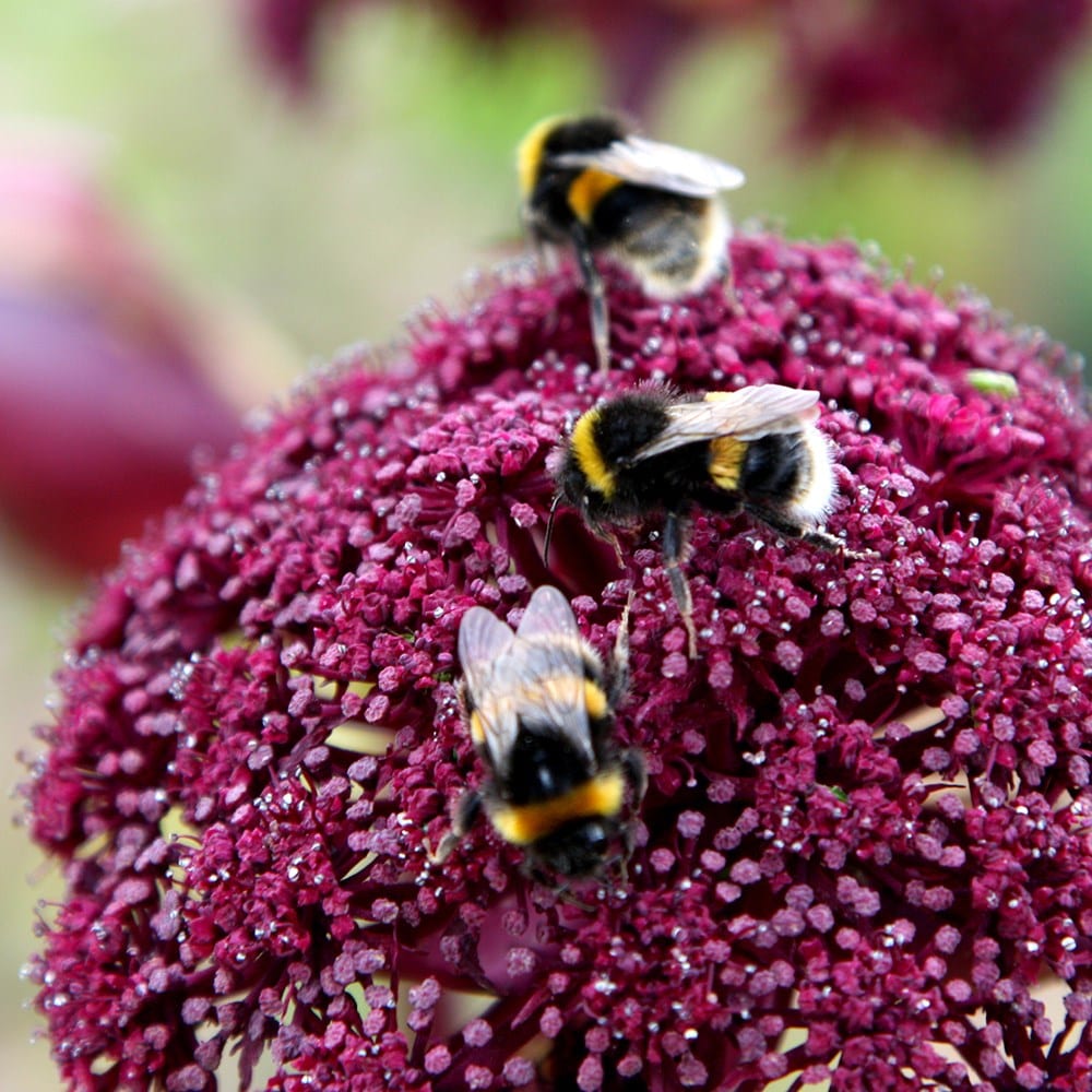 <i>Angelica gigas</i> 