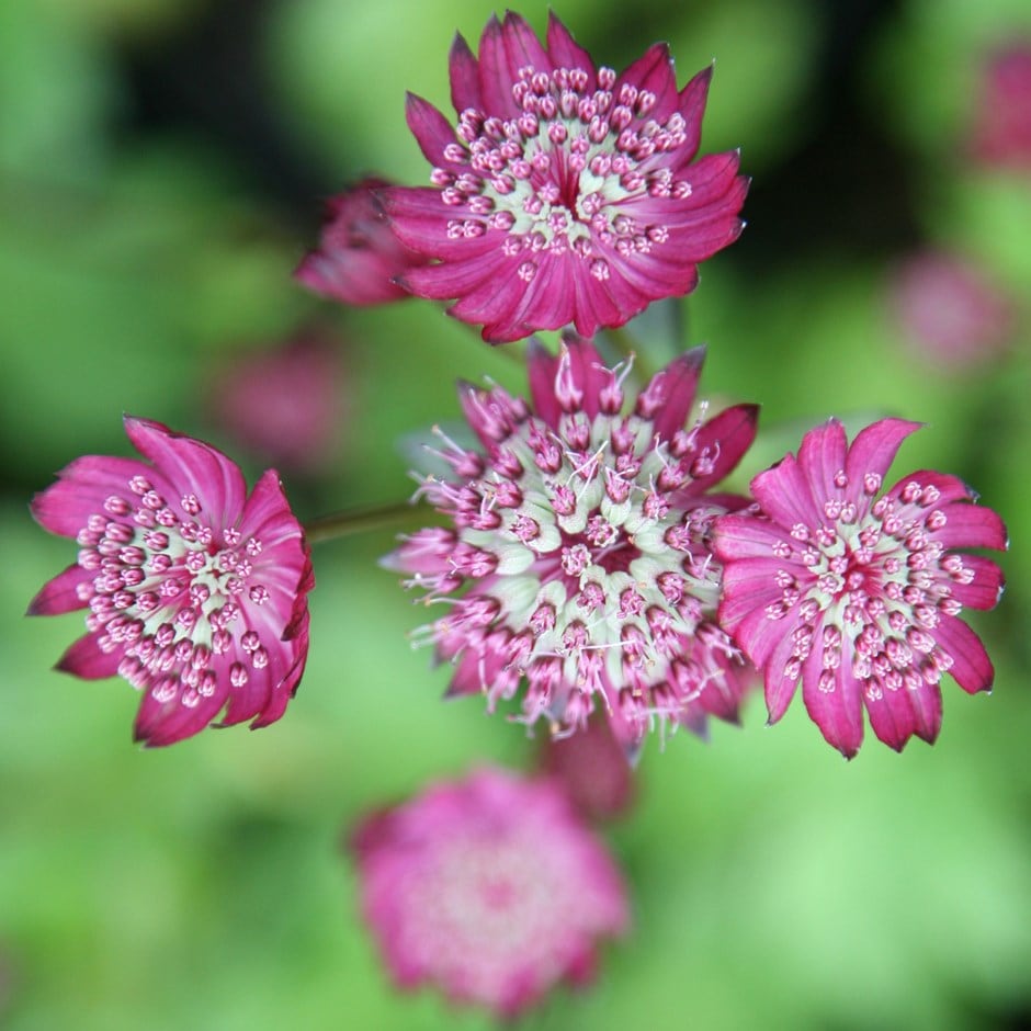 <i>Astrantia major</i> 'Rubra'