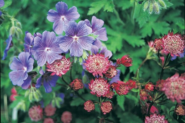 <i>Astrantia major</i> 'Rubra'