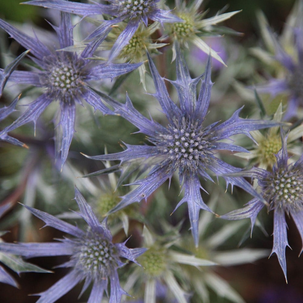 <i>Eryngium bourgatii</i> <b class=small-caps>Picos Amethyst</b> ('Mackpam') (PBR)