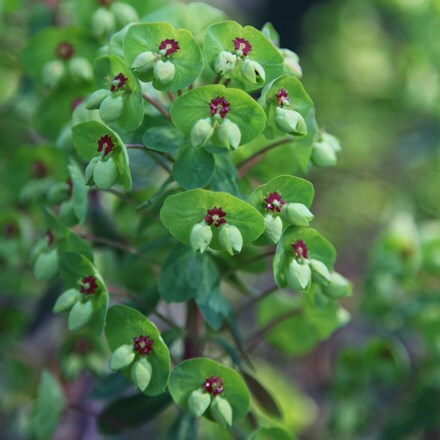 <i>Euphorbia</i> × <i>martini</i>