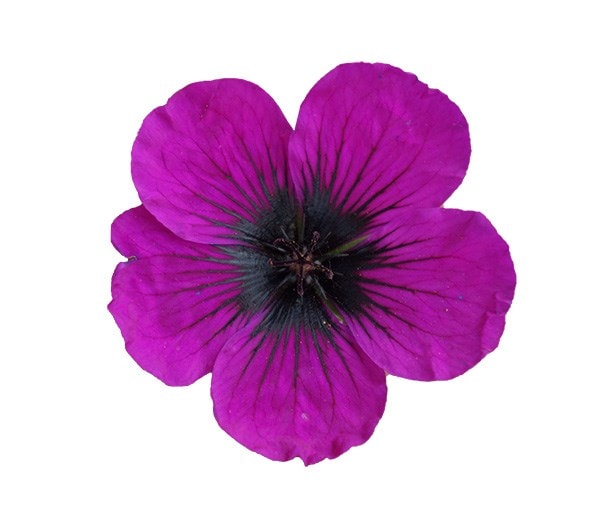 <i>Geranium</i> <b class=small-caps>Dragon Heart</b> ('Bremdra') (PBR)