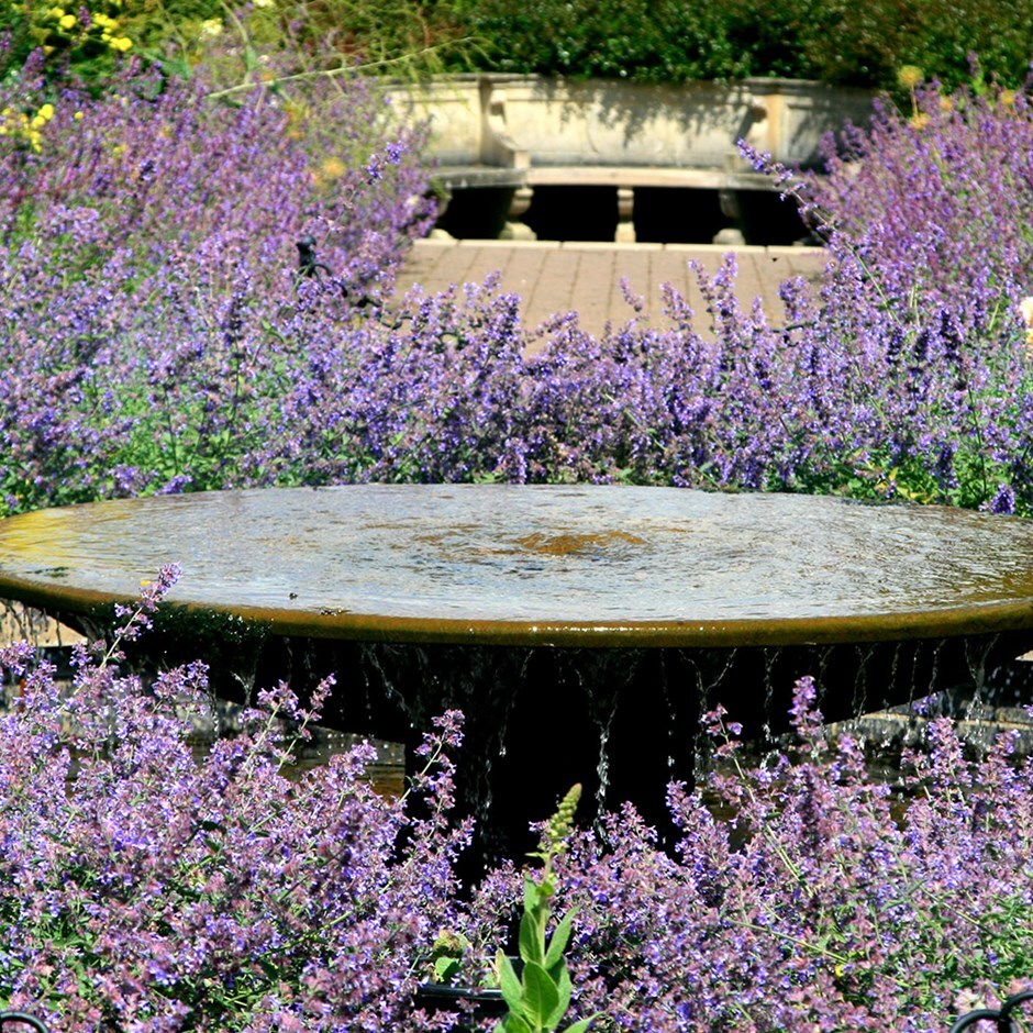 <i>Nepeta</i> 'Six Hills Giant'