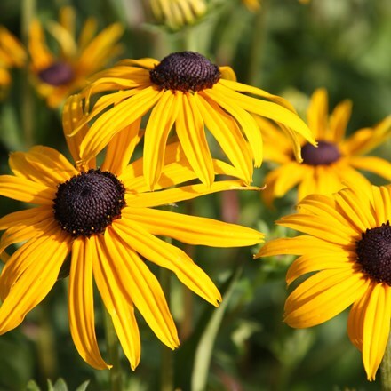 Rudbeckia fulgida var. sullivantii Goldsturm