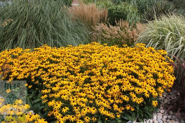 <i>Rudbeckia fulgida</i> var. <i>sullivantii</i> 'Goldsturm'