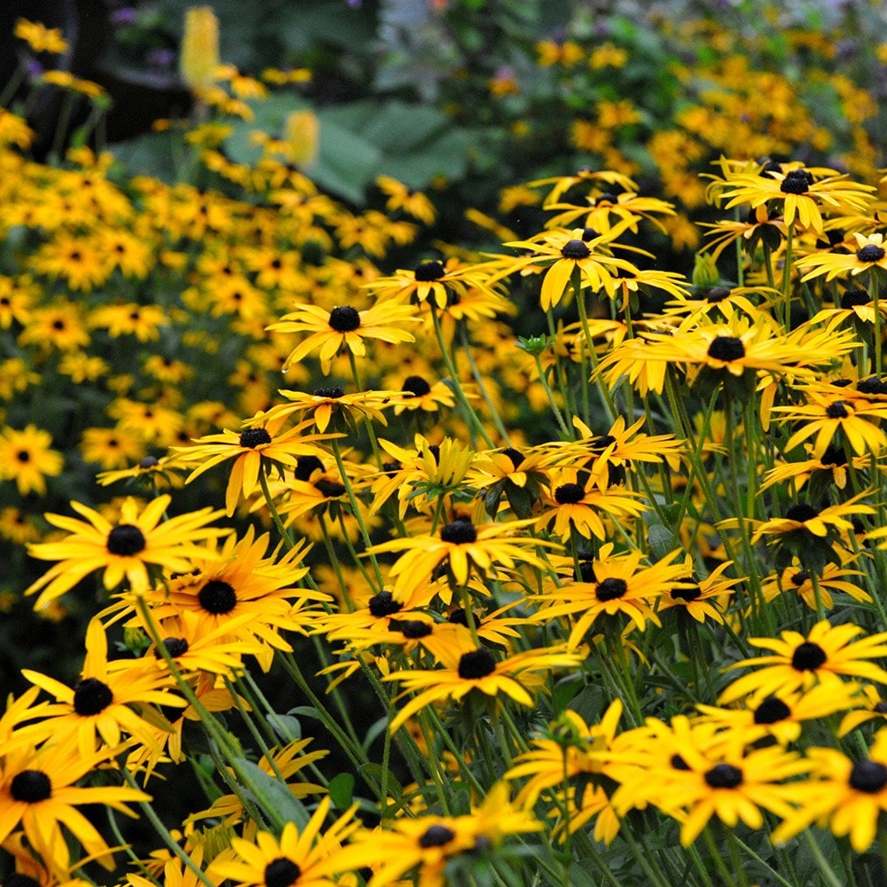 <i>Rudbeckia fulgida</i> var. <i>sullivantii</i> 'Goldsturm'