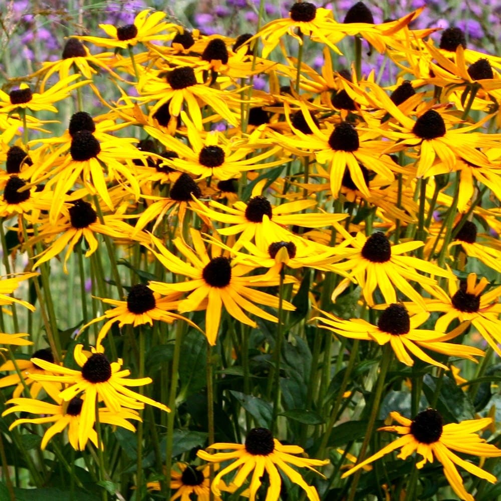 <i>Rudbeckia fulgida</i> var. <i>sullivantii</i> 'Goldsturm'