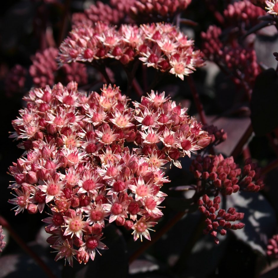 <i>Hylotelephium telephium</i> (Atropurpureum Group) 'Purple Emperor'