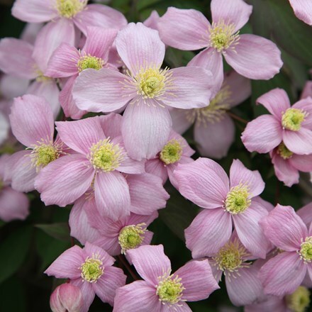 Clematis montana var. montana