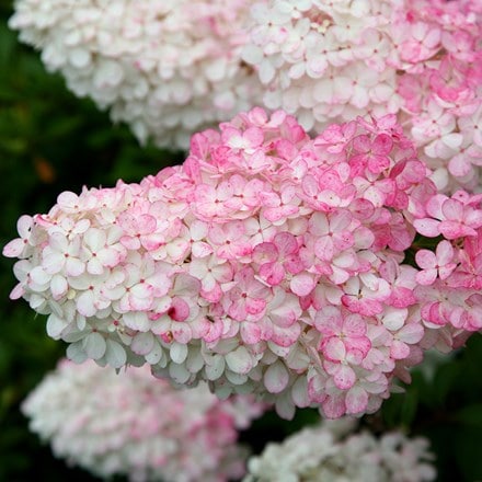 <i>Hydrangea paniculata</i> <b class=small-caps>Vanille Fraise</b> ('Renhy') (PBR)