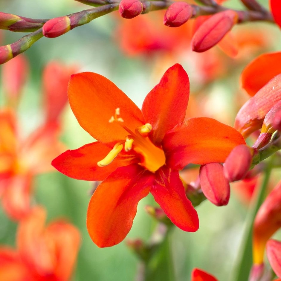 <i>Crocosmia masoniorum</i> 