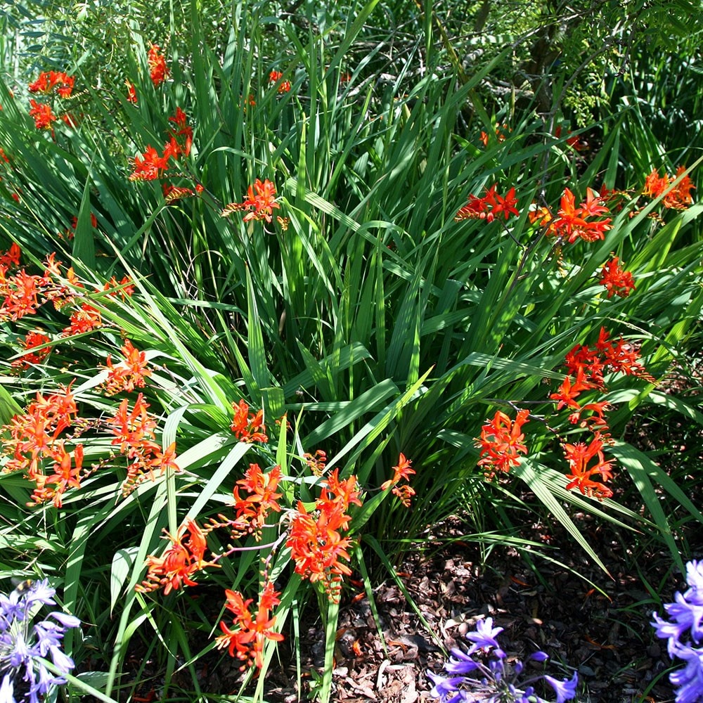 <i>Crocosmia masoniorum</i> 