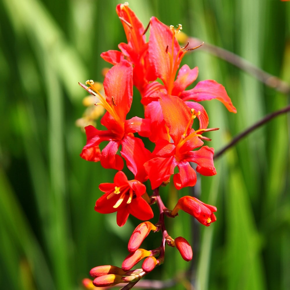 <i>Crocosmia masoniorum</i> 