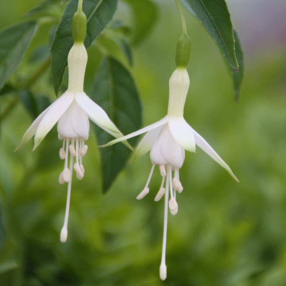 <i>Fuchsia</i> 'Hawkshead'