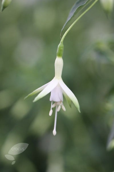 <i>Fuchsia</i> 'Hawkshead'