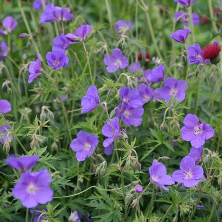 <i>Geranium</i> 'Orion'