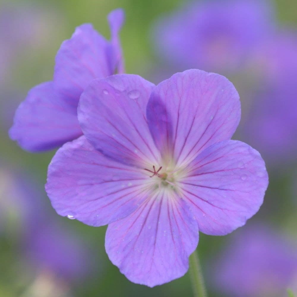 <i>Geranium</i> 'Orion'