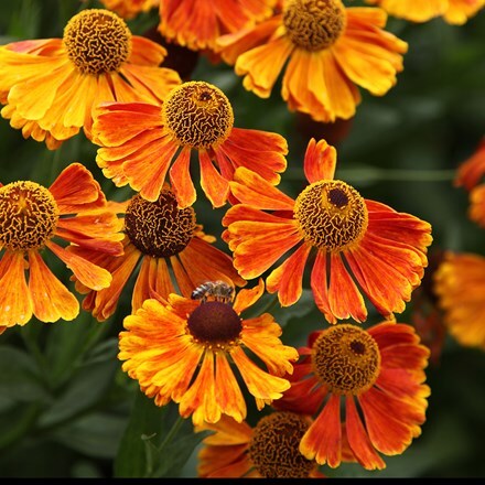 Helenium Waltraut