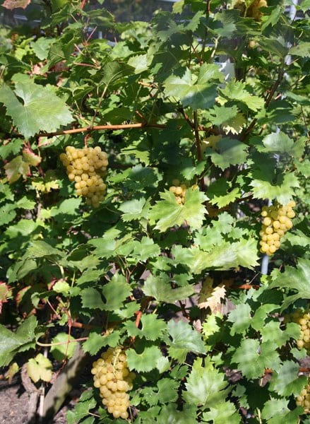 grape 'Chasselas'