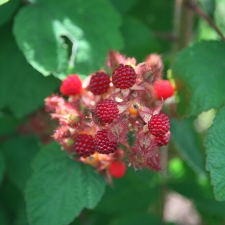 Japanese wineberry