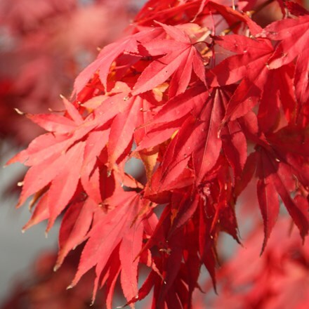 Acer palmatum