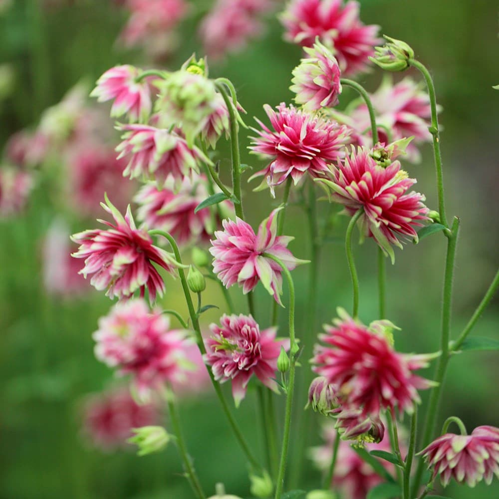 <i>Aquilegia vulgaris</i> var. <i>stellata</i> 'Nora Barlow' (Barlow Series)